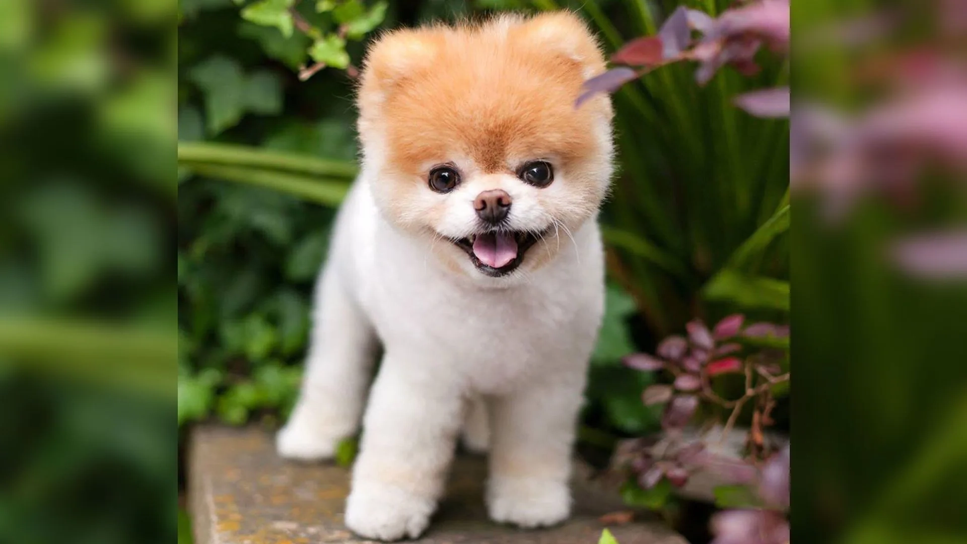 Pomeranian Boo Köpek Türü Özellikleri ve Bakımı